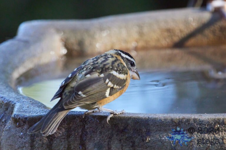 Black-Headed Grosbeak