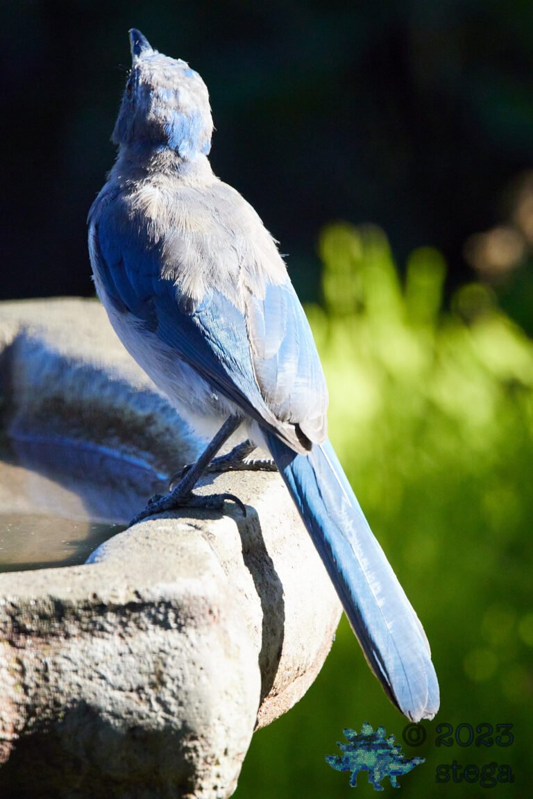 California Scrub Jay