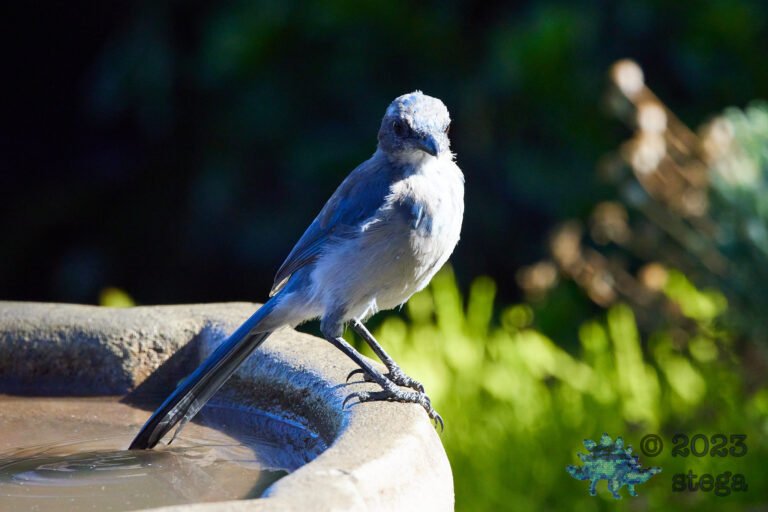 California Scrub Jay