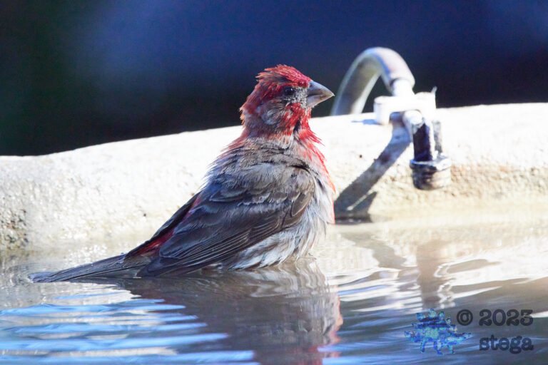 House Finch