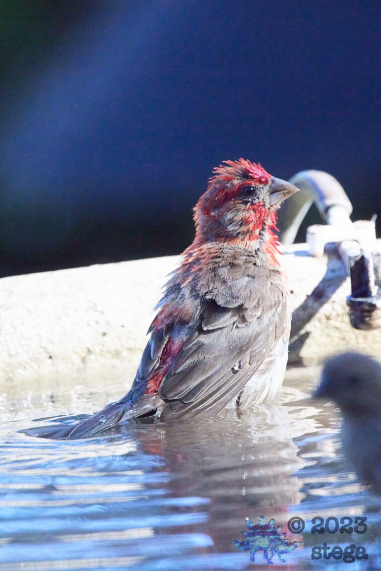 House Finch