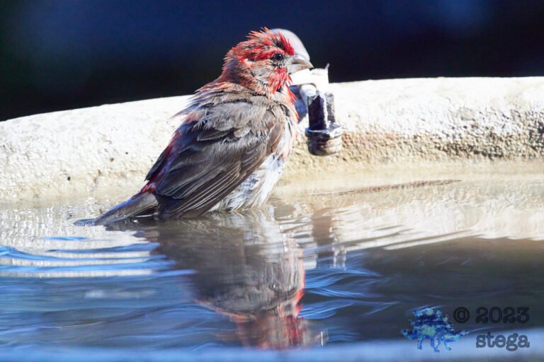 House Finch