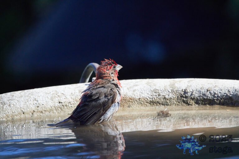 House Finch