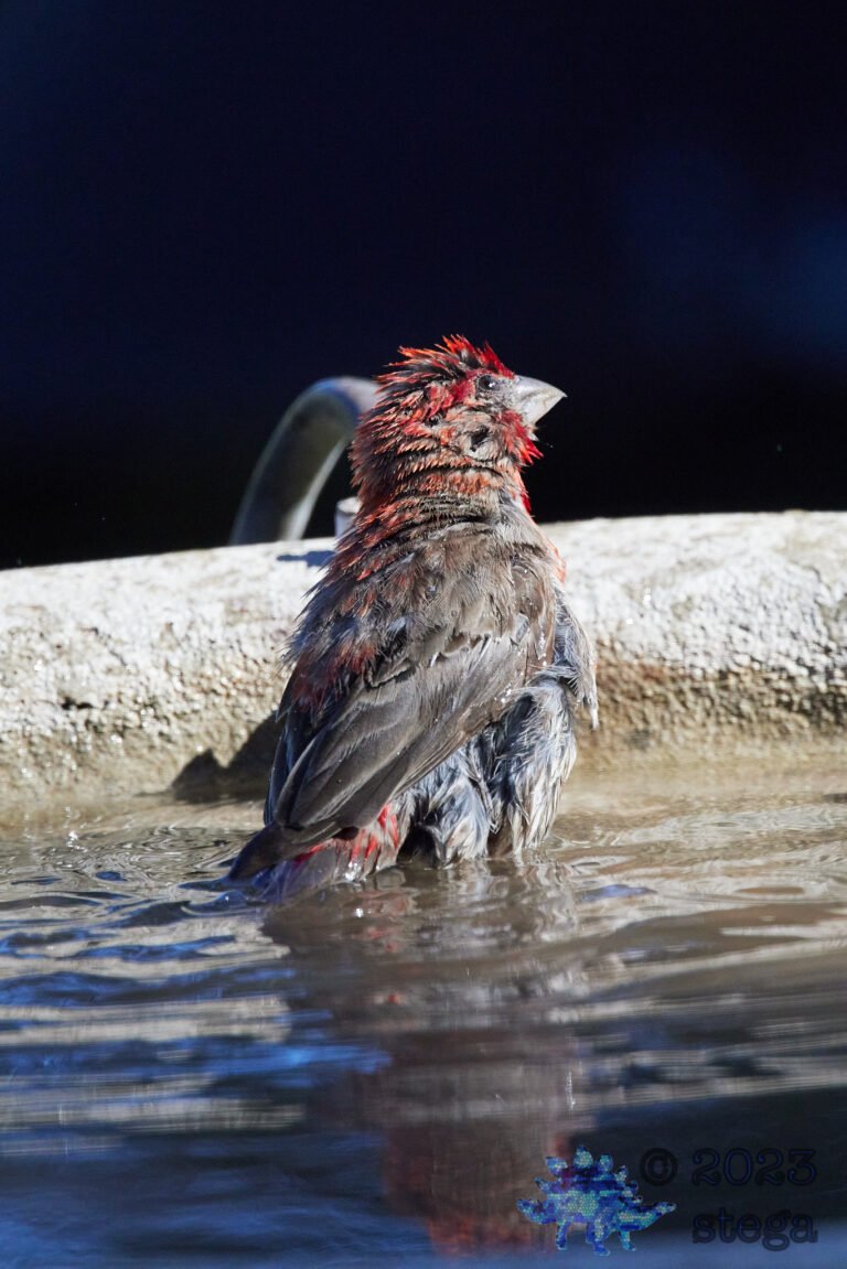 House Finch