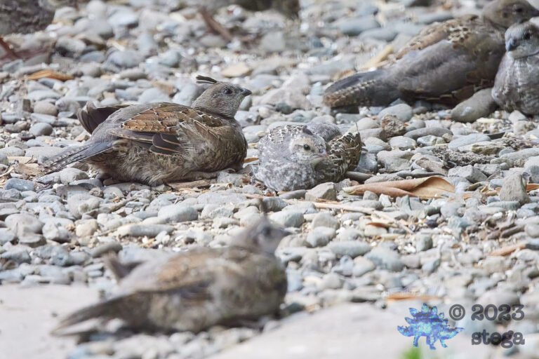 California Quail
