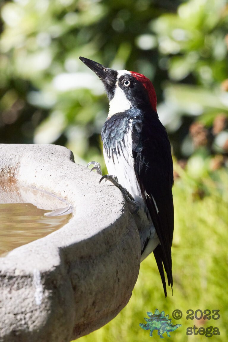 Acorn Woodpecker