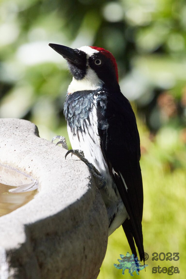 Acorn Woodpecker