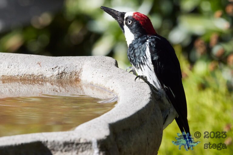 Acorn Woodpecker