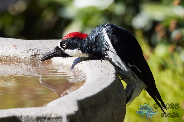 Acorn Woodpecker