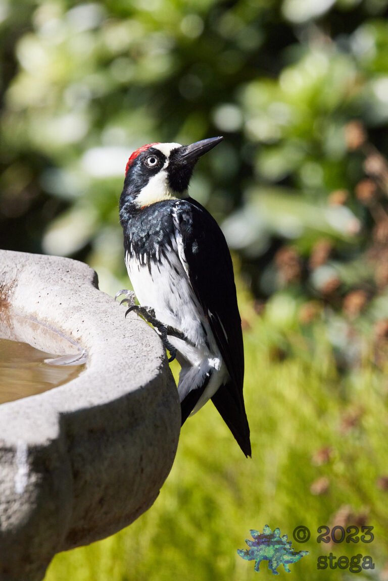 Acorn Woodpecker