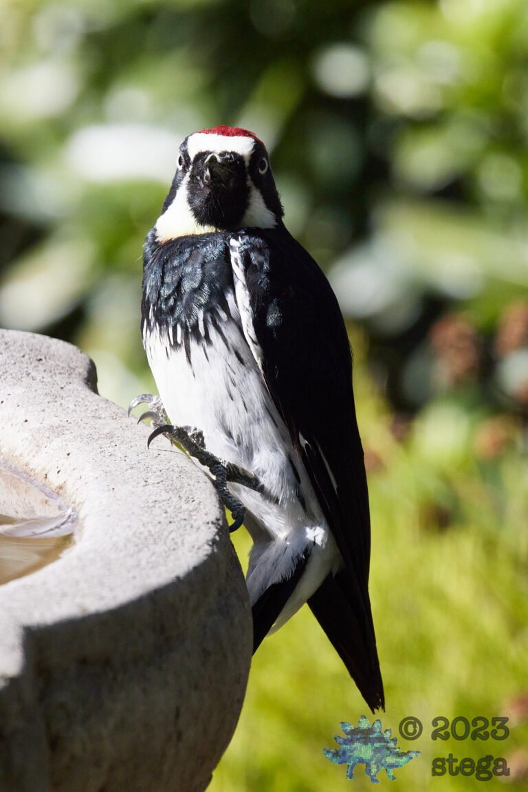 Acorn Woodpecker