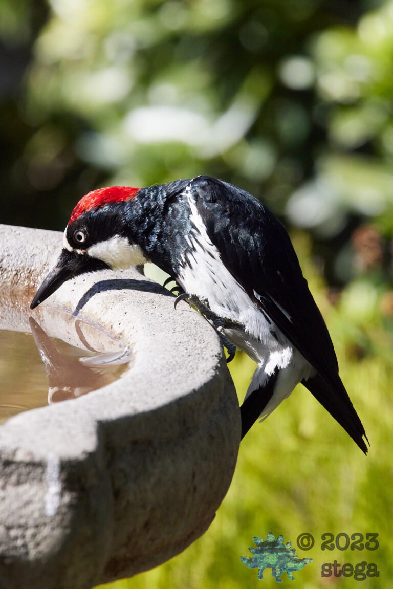 Acorn Woodpecker