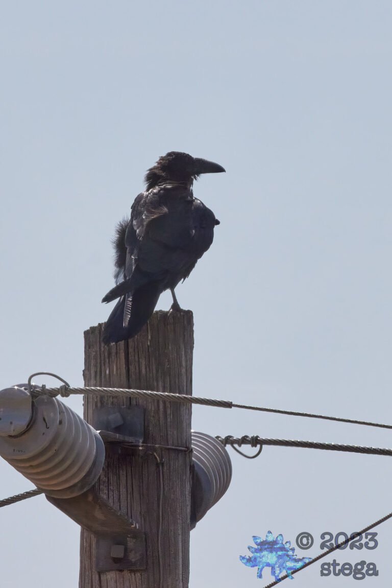 Raven