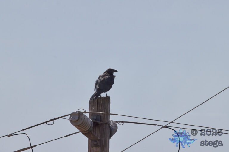 Common Raven