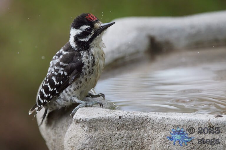 Nuttall’s Woodpecker