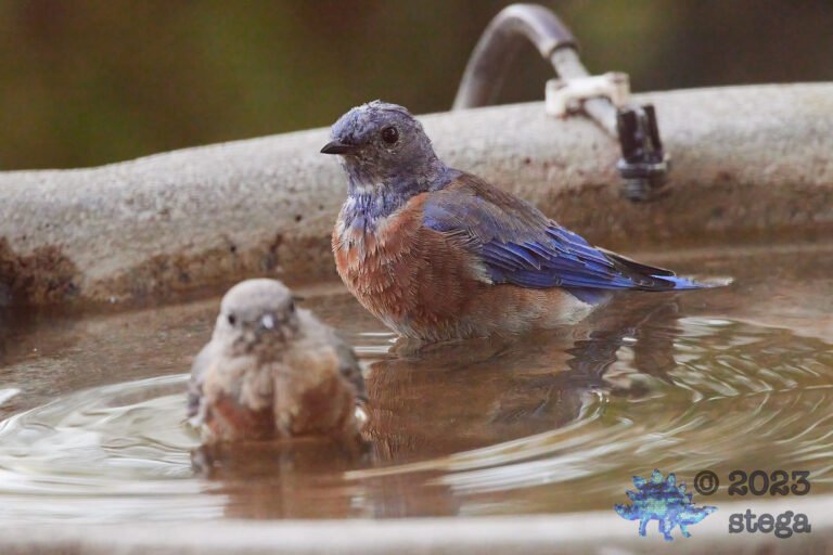 Western Bluebird