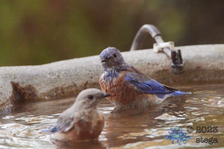 Western Bluebird