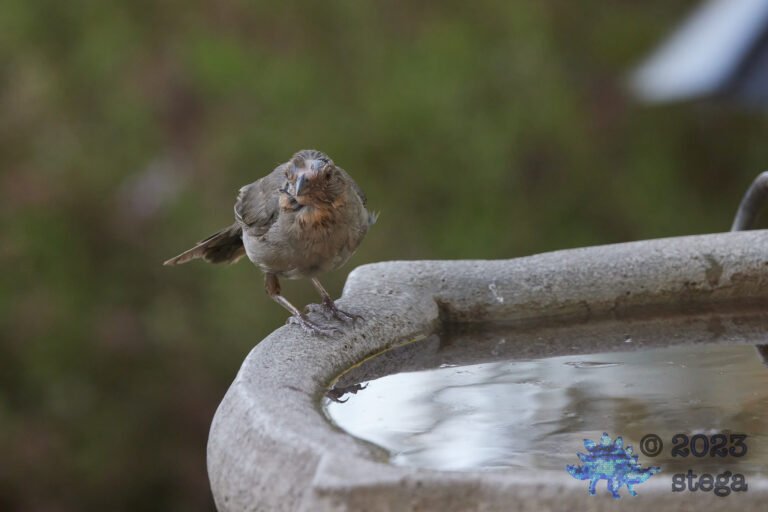 California Towhee