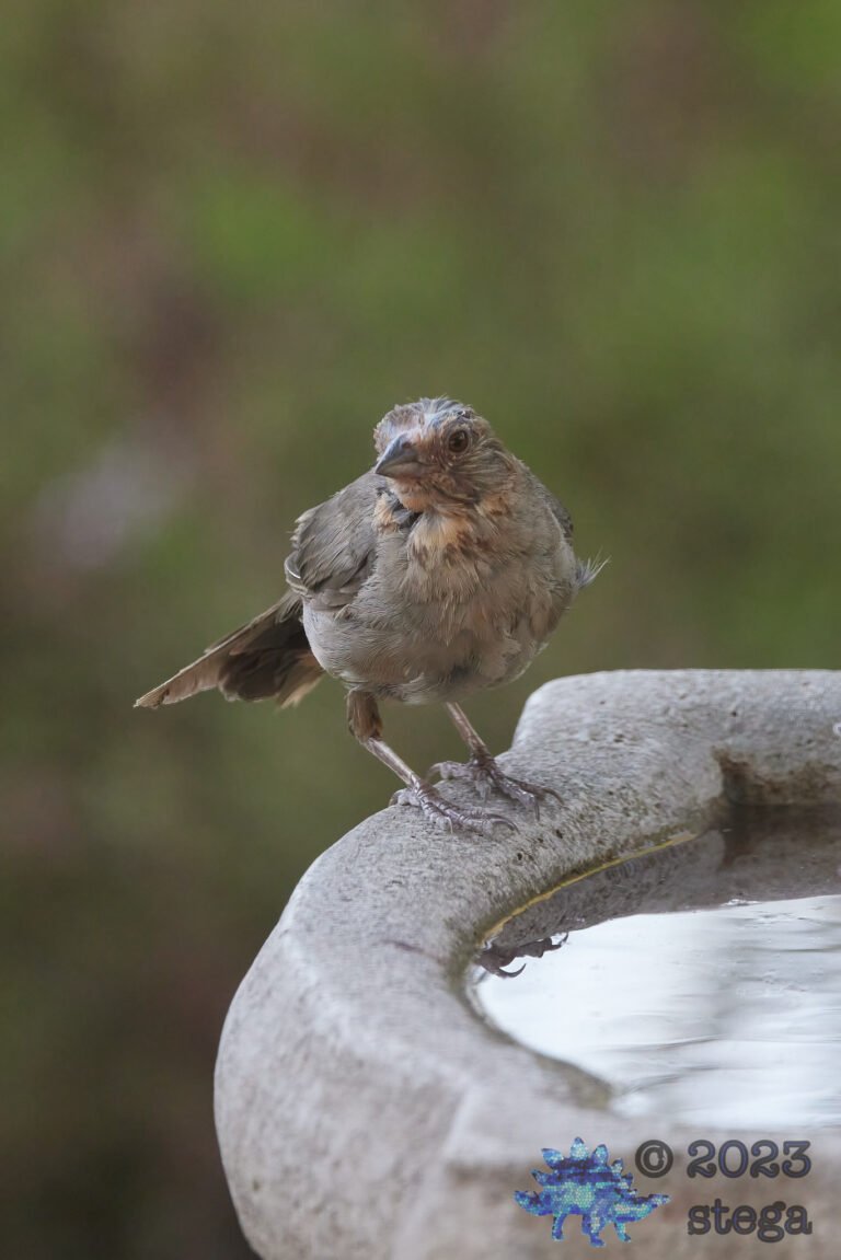 California Towhee