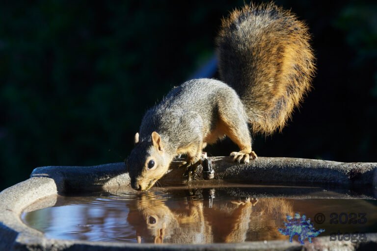Fox Squirrel