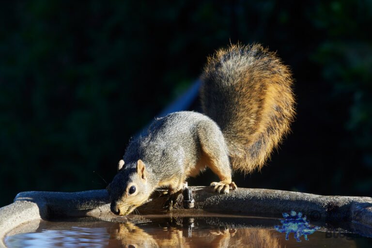Fox Squirrel