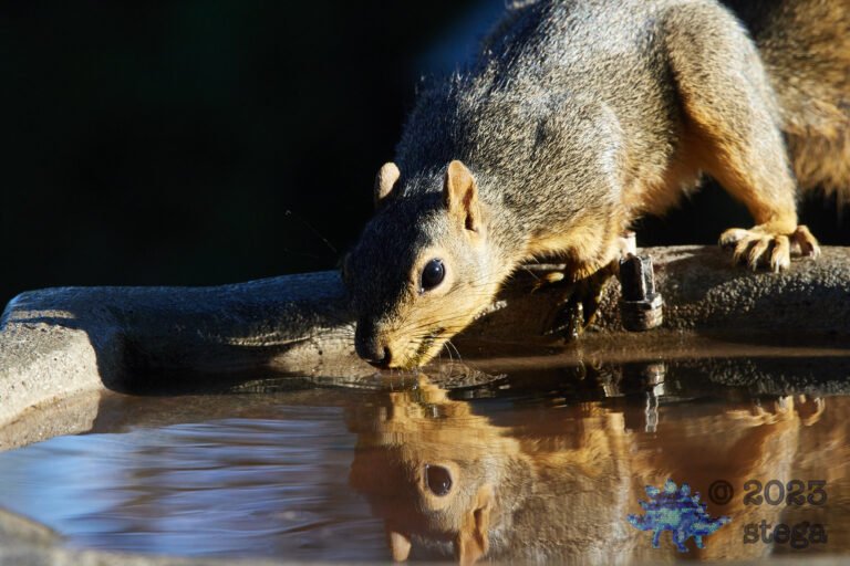 Fox Squirrel