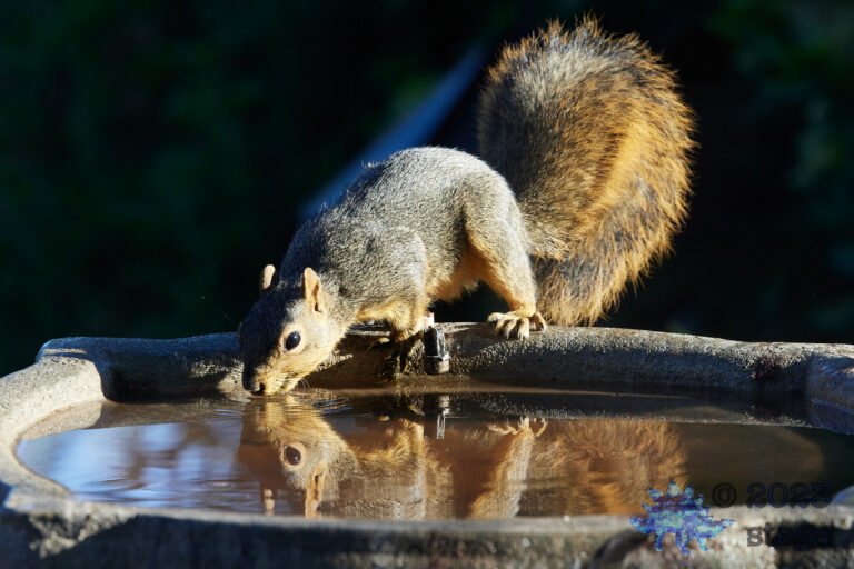 Fox Squirrel
