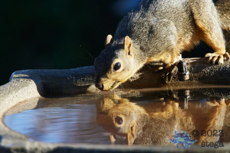 Fox Squirrel