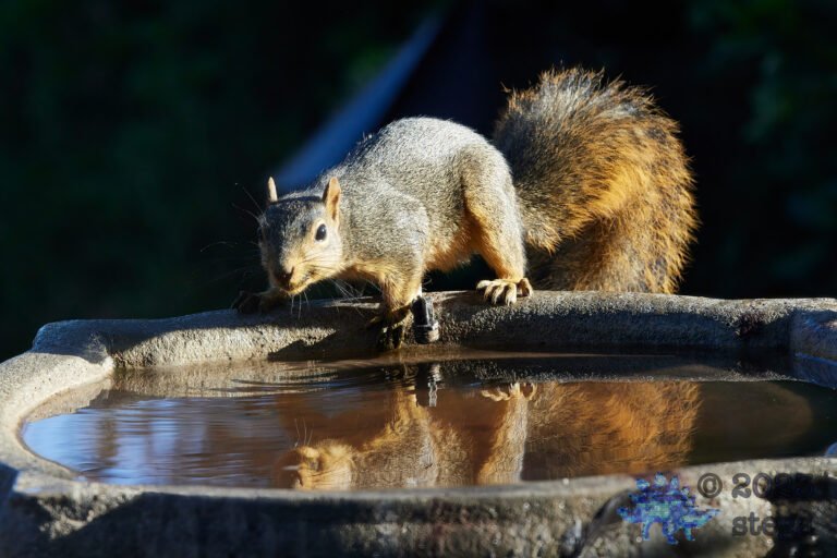 Fox Squirrel