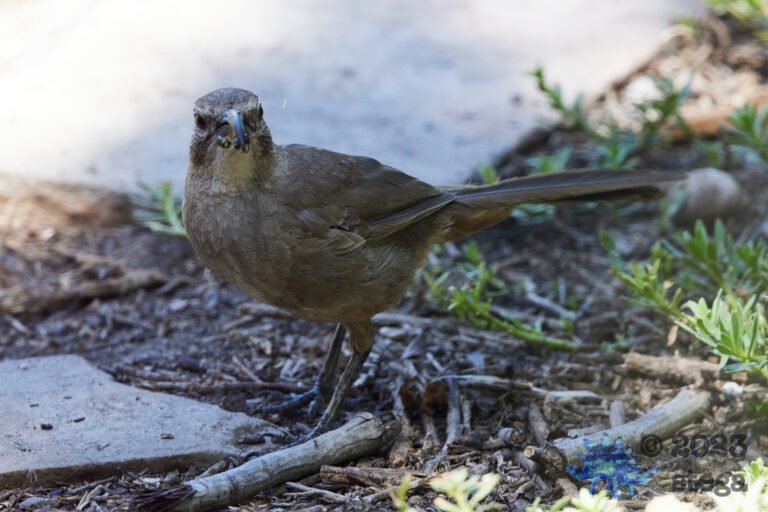 California Thrasher