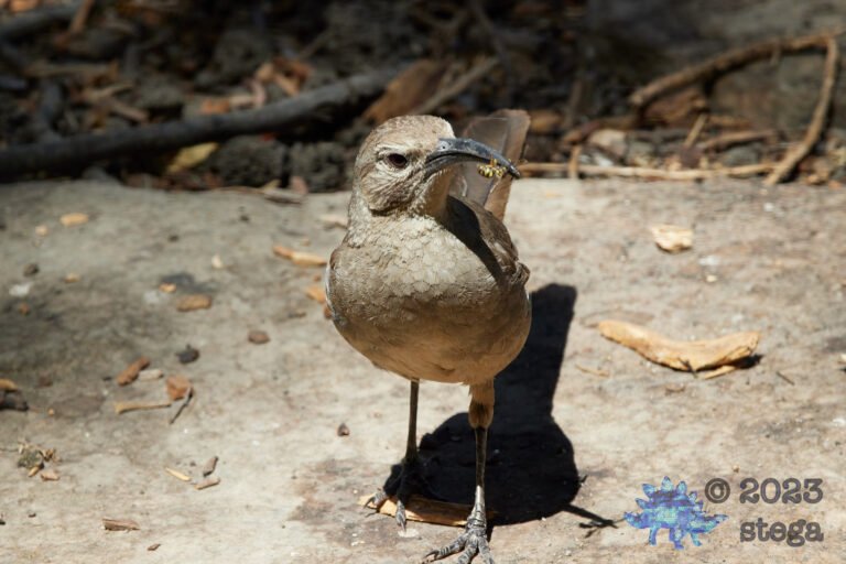 California Thrasher