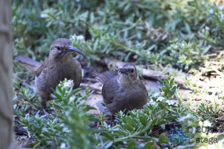 California Thrasher