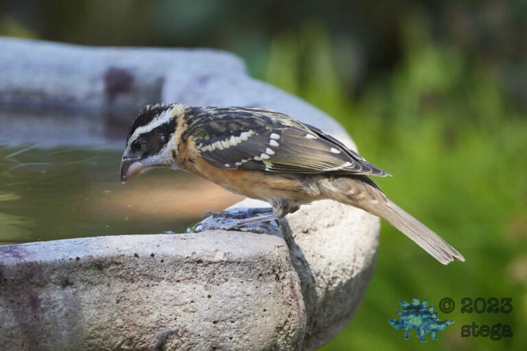 Black-Headed Grosbeak