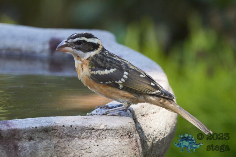 Black-Headed Grosbeak