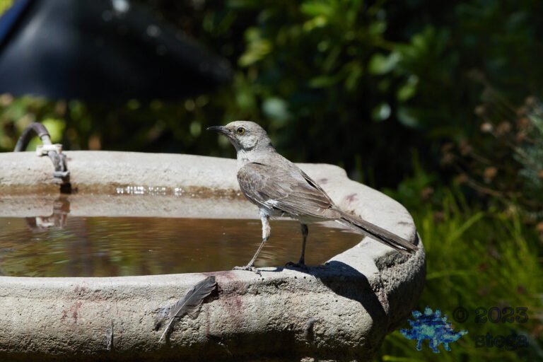 Northern Mockingbird