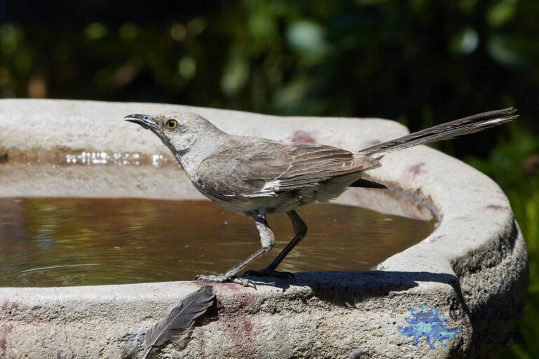 Northern Mockingbird