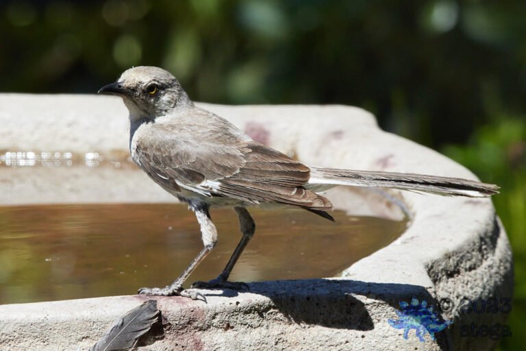 Northern Mockingbird