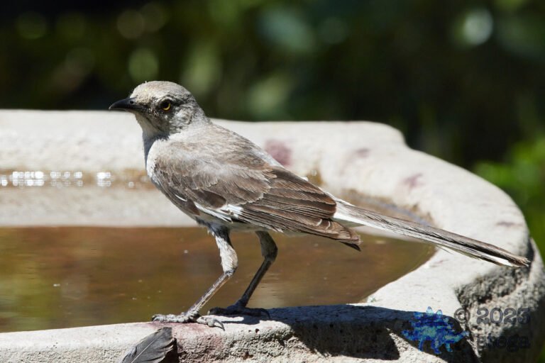 Northern Mockingbird