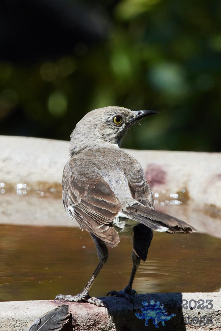Northern Mockingbird