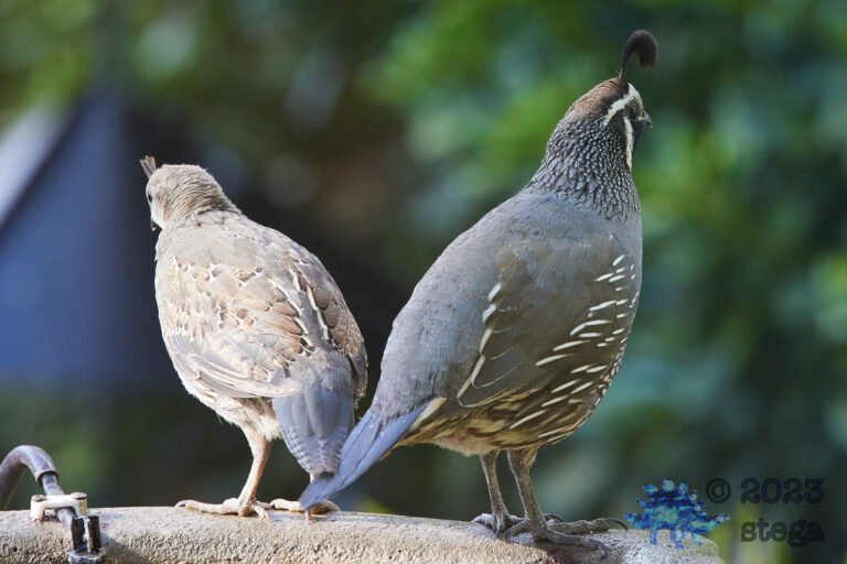 California Quail