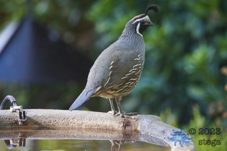 California Quail