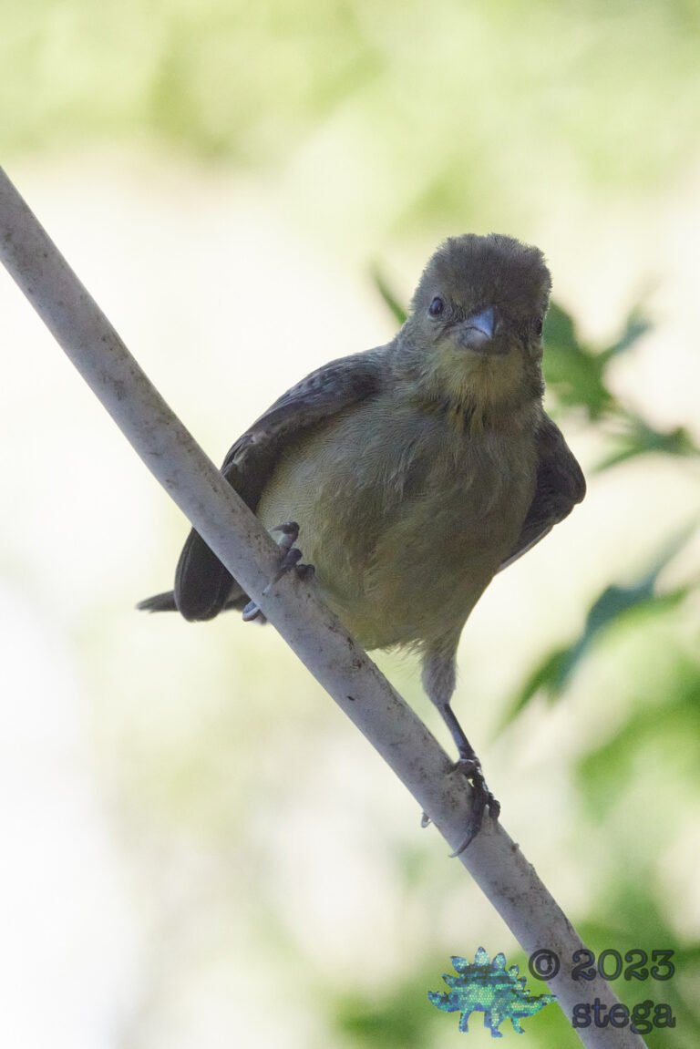 Lesser Goldfinch