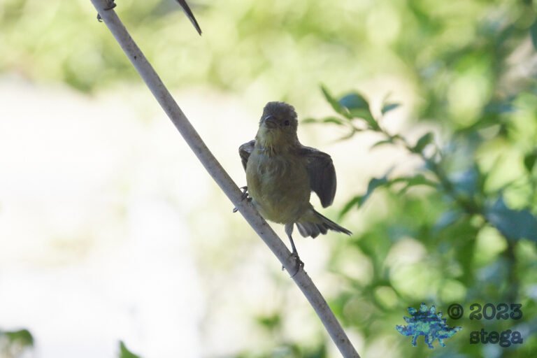 Lesser Goldfinch