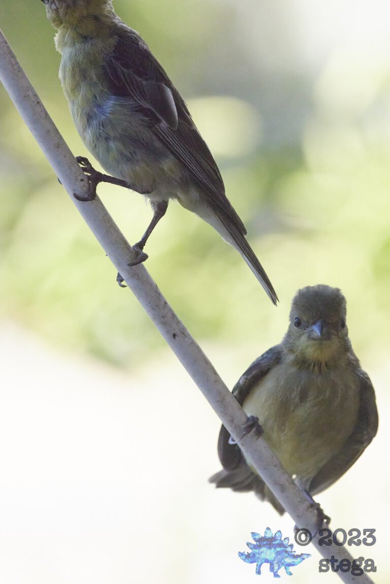 Lesser Goldfinch