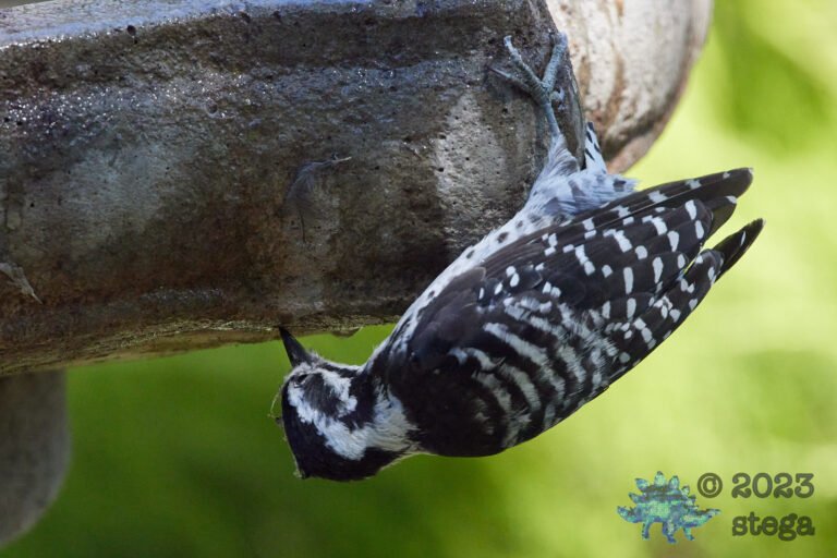 Nuttall’s Woodpecker