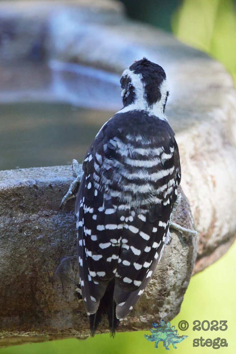 Nuttall’s Woodpecker