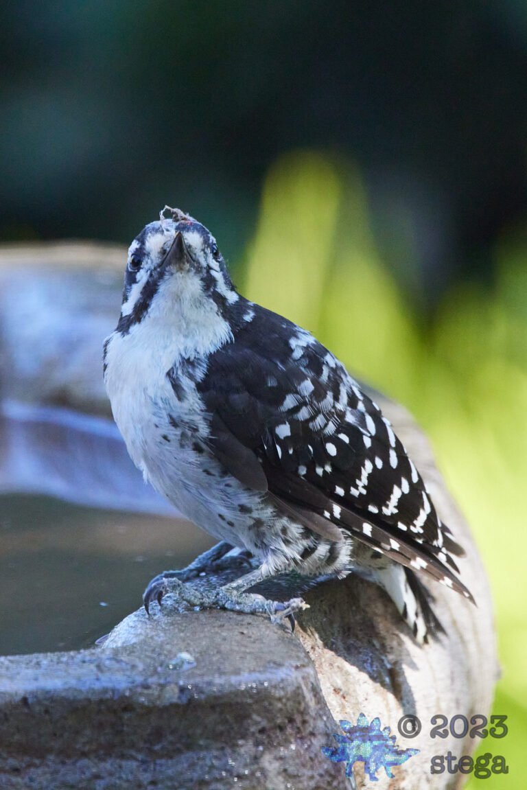 Nuttall’s Woodpecker