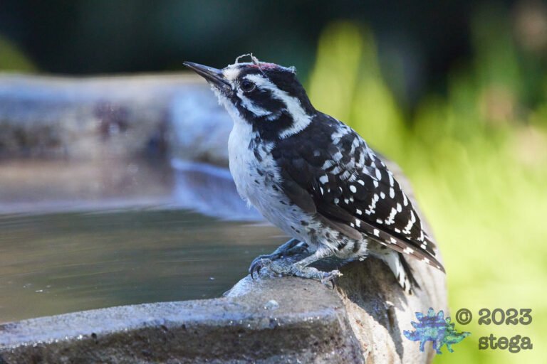 Nuttall’s Woodpecker