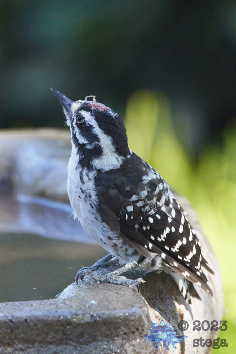 Nuttall’s Woodpecker