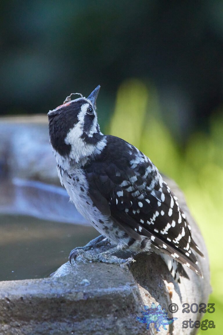 Nuttall’s Woodpecker